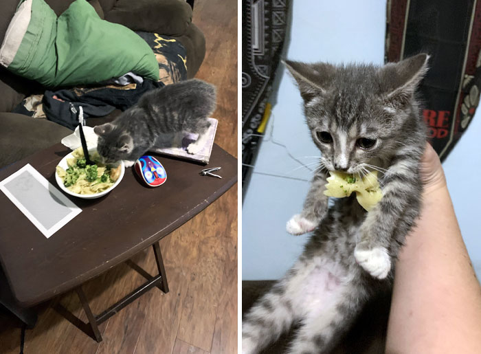 Pets Stealing Food Pics 18 64Ca6457385Ff 700