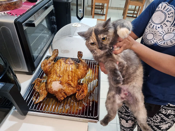 Pets Stealing Food Pics 20 64Ca648Eb4Ade 700