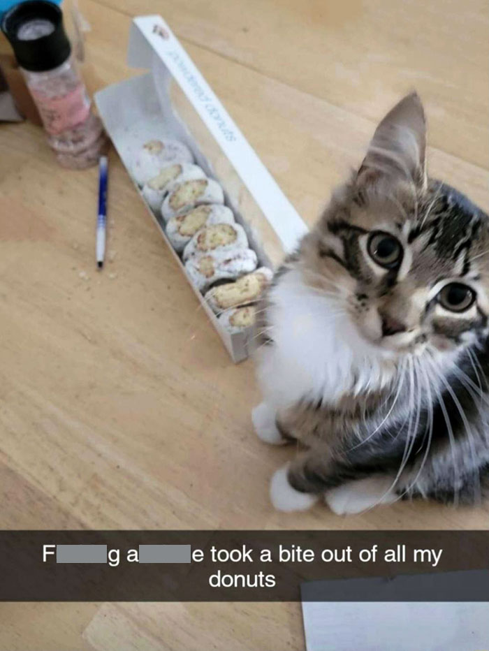 30 Funny Moments When Pets Failed At Food Theft