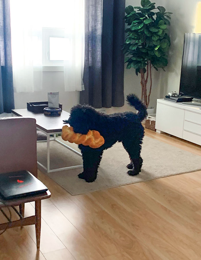 Pets Stealing Food Pics 3 64Ca62773Adc5 700