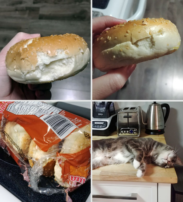 30 Funny Moments When Pets Failed At Food Theft