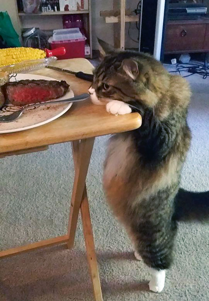 Pets Stealing Food Pics 36 64Cb8F50F0D8C 700