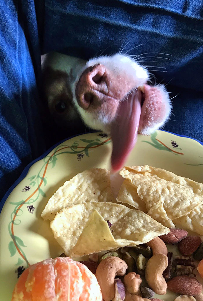 Pets Stealing Food Pics 49 64Cb9B687D7Fa 700