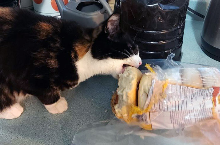 Pets Stealing Food Pics 61 64Cba289Cc1F1 700