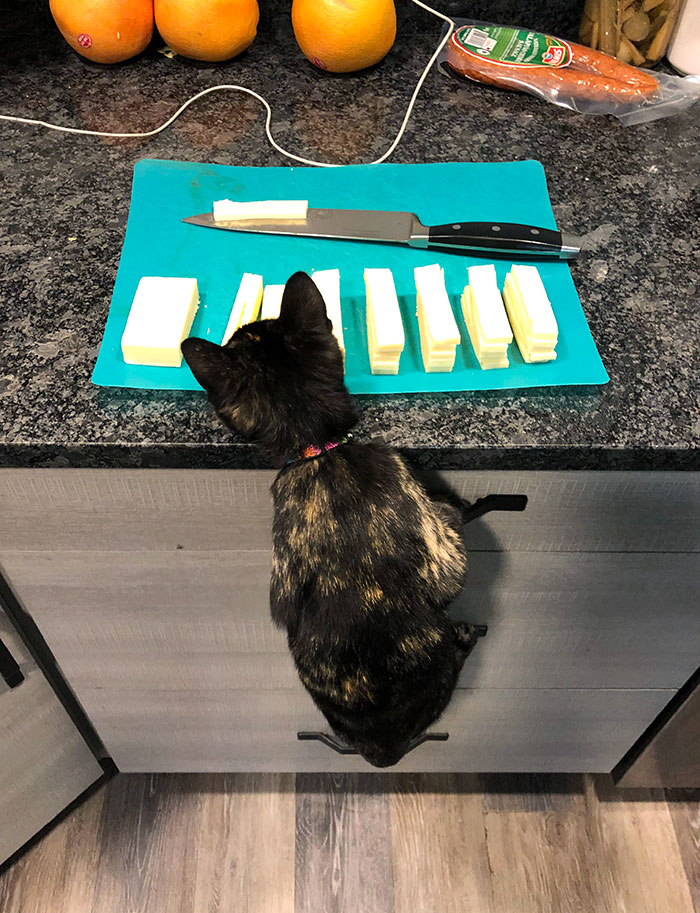 Pets Stealing Food Pics 63 64Cba31Cabf67 700