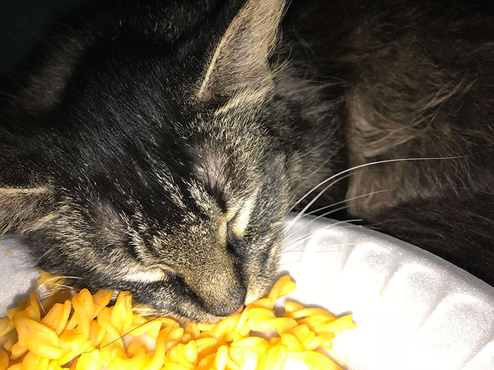 Pets Stealing Food Pics 65 64Cba3Fea7F78 700