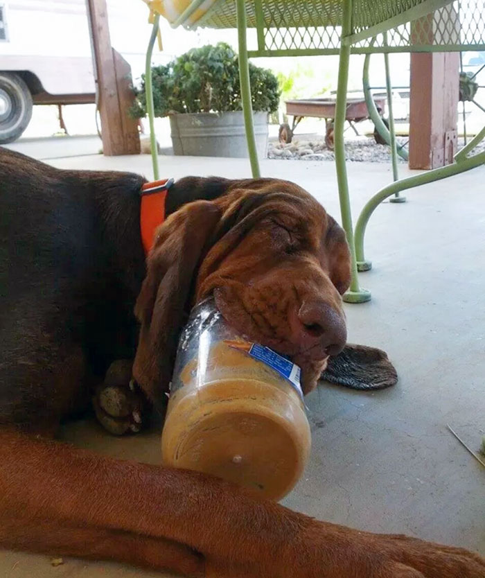 30 Funny Moments When Pets Failed At Food Theft
