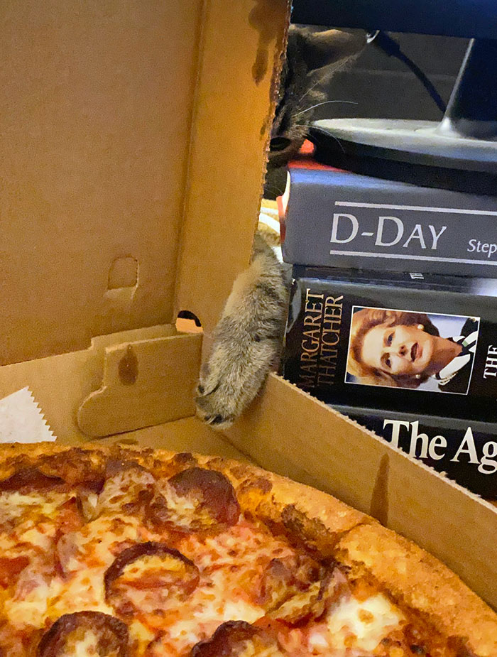 Pets Stealing Food Pics 76 64Cba5A7Aafa7 700