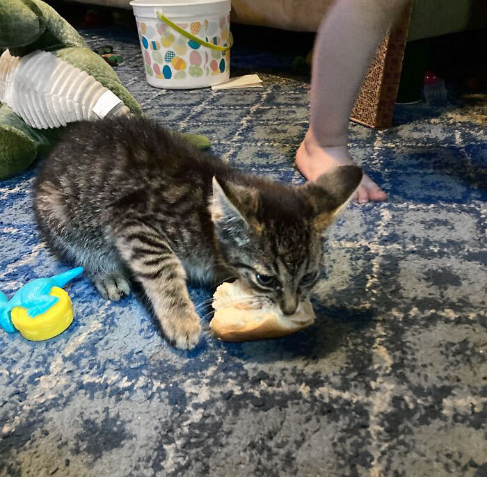 Pets Stealing Food Pics 76 64Cbb44573152 700