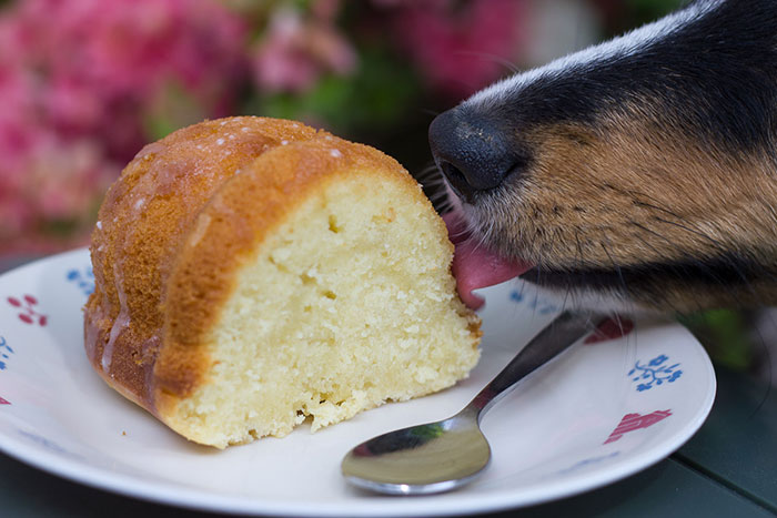 Pets Stealing Food Pics 84 64Cba68868Be6 700