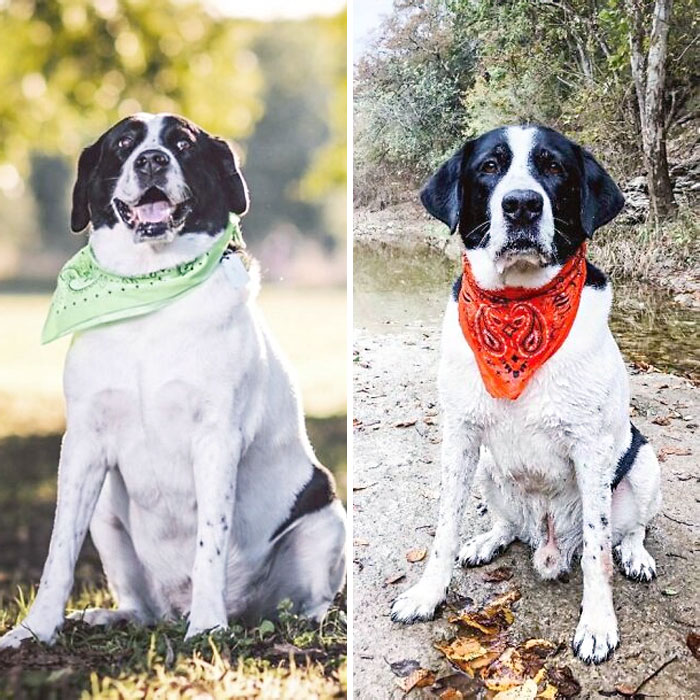 30 Incredibly Heartwarming Dog Weight Loss Transformations