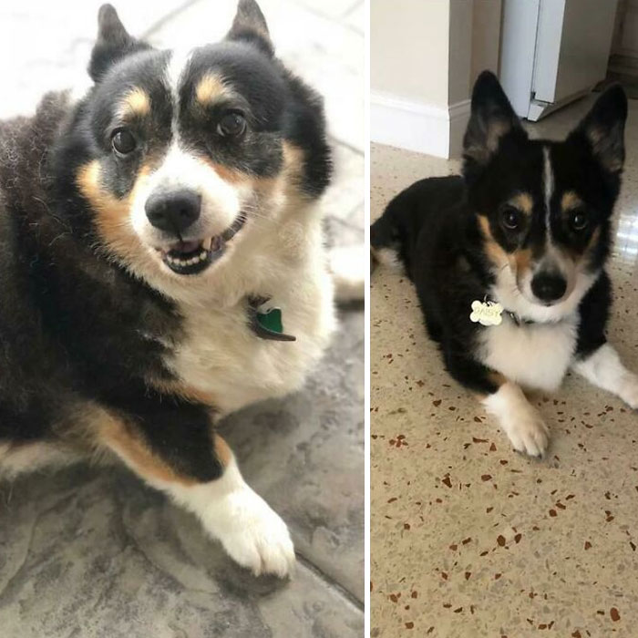 Dogs Losing Weight Before After 11 64F0227Aa7Cb6 700