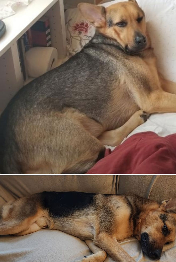 Dogs Losing Weight Before After 18 64F025B2D0583 700