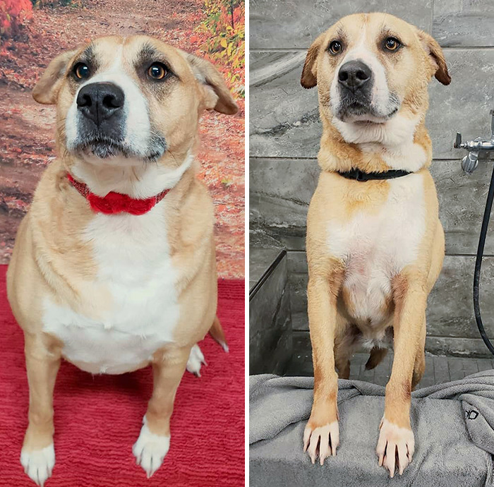 Dogs Losing Weight Before After 19 64D5E085158F2 Png 700
