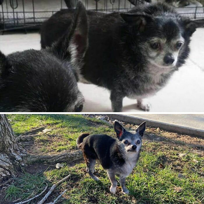 Dogs Losing Weight Before After 5 64Ef51E352E37 700