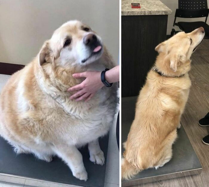 30 Incredibly Heartwarming Dog Weight Loss Transformations