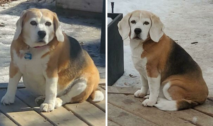 Dogs Losing Weight Before After 9 64Ef53994A44C 700