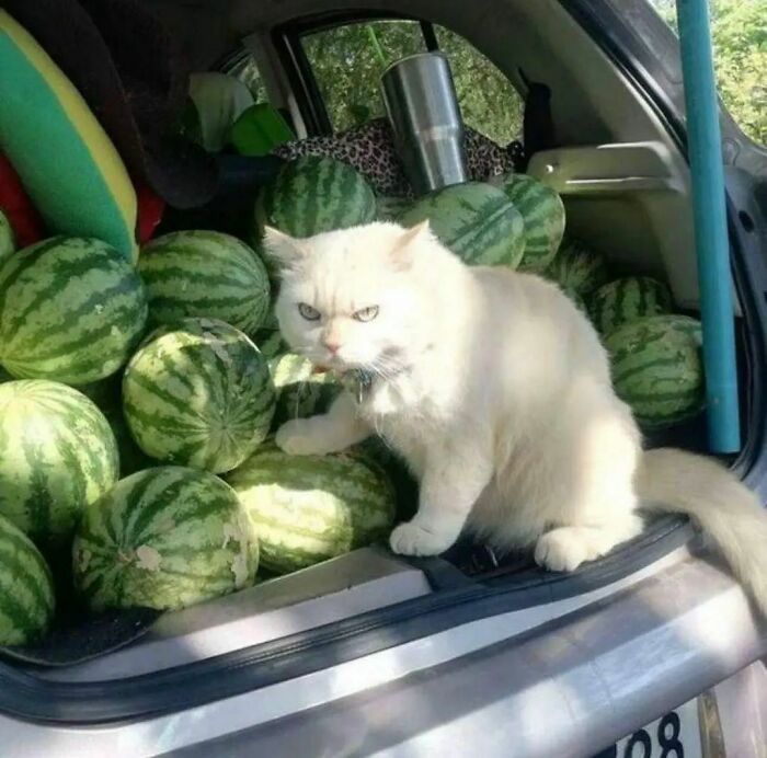 30 Unusual And Bizarre Images
