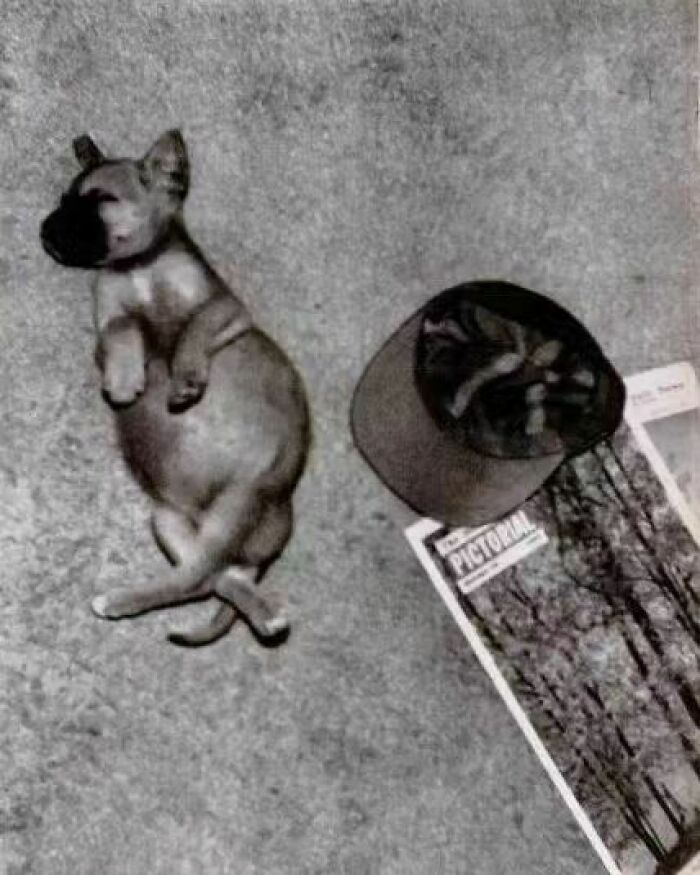 30 Astonishing Historical Images You Absolutely Must Witness