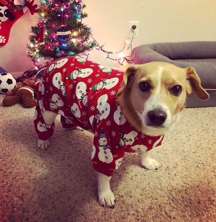 30 Irresistibly Cute Pet Products For The Holiday Season