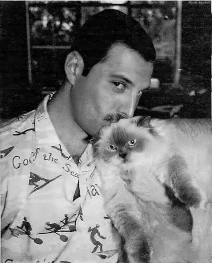 30 Classic Cat Photos Demonstrating Their Superiority As Pets