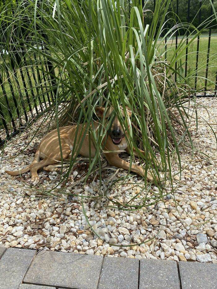 30 Hilarious Pups That Left Their Owners Scratching Their Heads