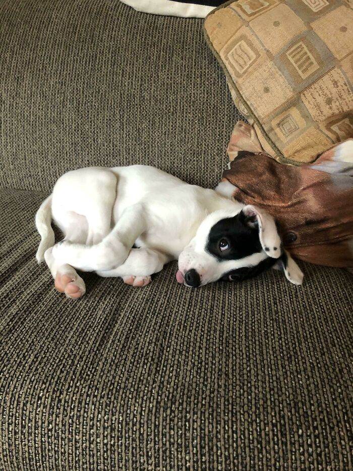 30 Hilarious Pups That Left Their Owners Scratching Their Heads