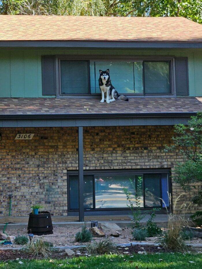 656Ee5A2C9A1B Hilarious Whats Wrong With Your Dog Pics