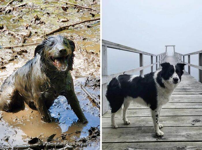 656F1Cecddf30 Hilarious Whats Wrong With Your Dog Pics