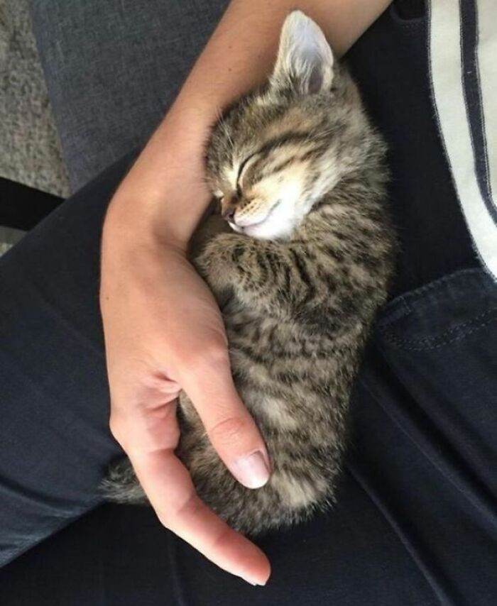 6570832E7A44B Animals Being Sleepy Pics