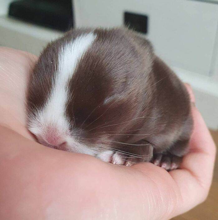 6570833Bf00B1 Animals Being Sleepy Pics