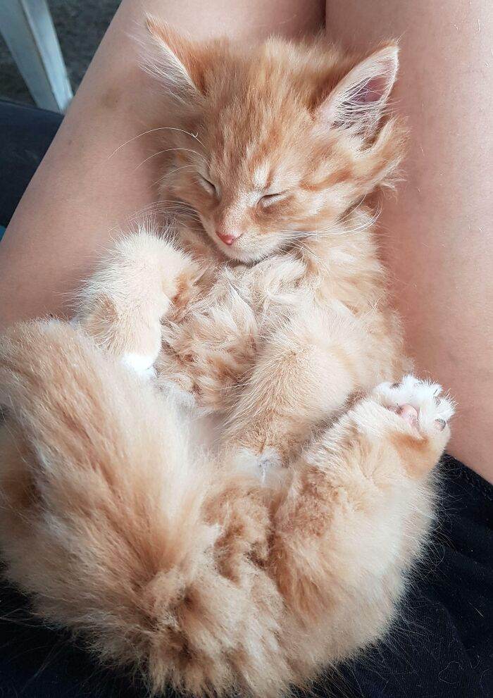 657084209458B Animals Being Sleepy Pics