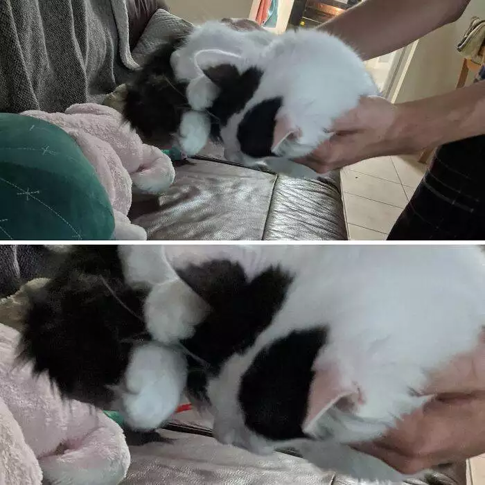 65708454500E7 Animals Being Sleepy Pics
