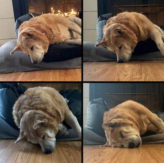 657084Ae34165 Animals Being Sleepy Pics