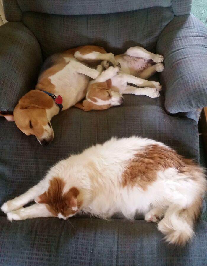 65708611C5D73 Animals Being Sleepy Pics