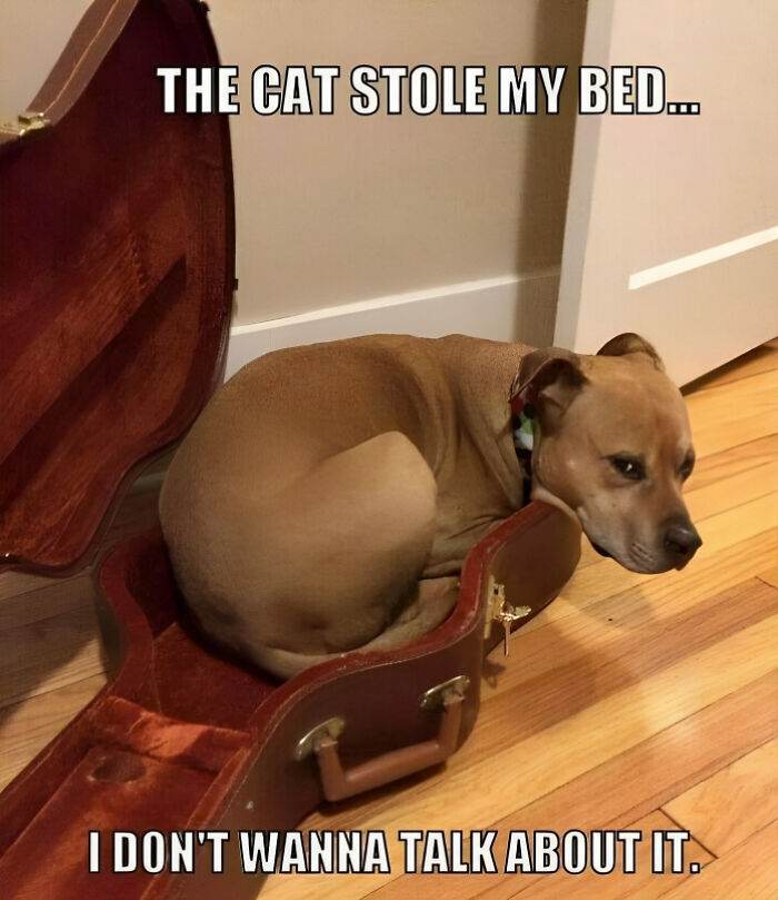 Funny Musical Instruments Predicaments 65717C770Aeda 700 6571D264806C0 Png 700