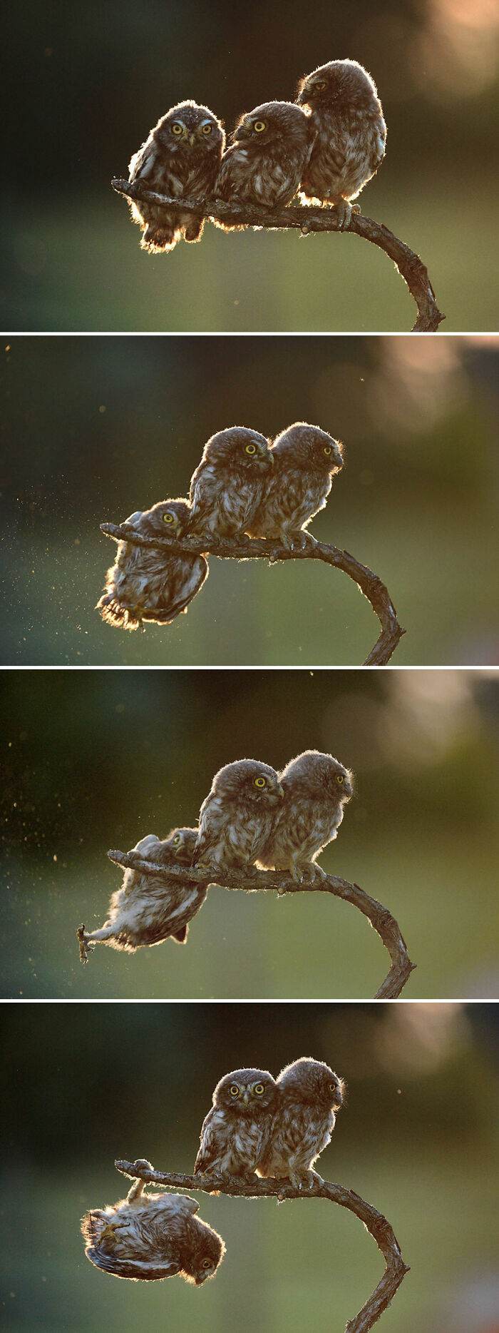213 659D434C4D252 700
