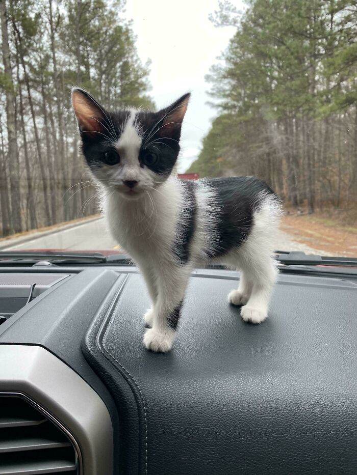 30 Of The Most Heartwarming Pics Of Happily Adopted Pets