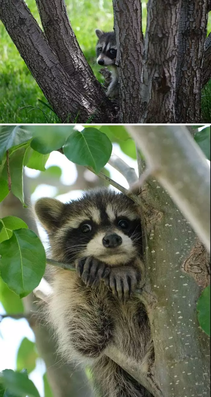 Cute Animals Aww Pics 62D80Bfded27F 700