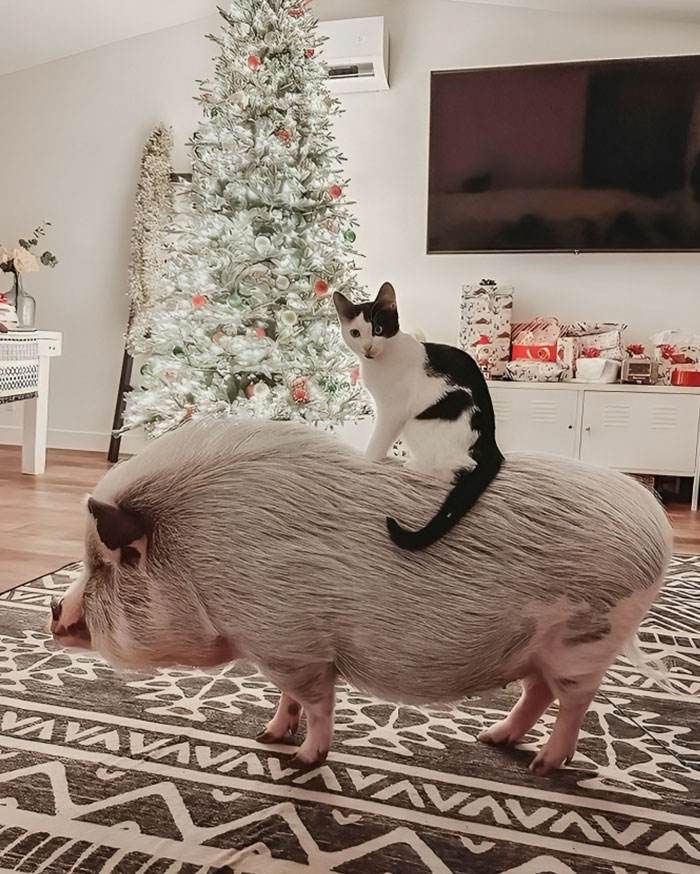 30 Times Pets Made Christmas A Holiday To Remember