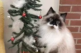 Funny Christmas Animals 82 6584096B9F70C 700
