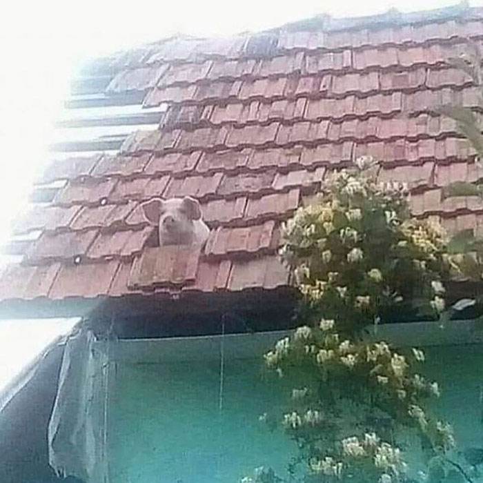 No Context Cursed Images 13 65A0F6976B709 700