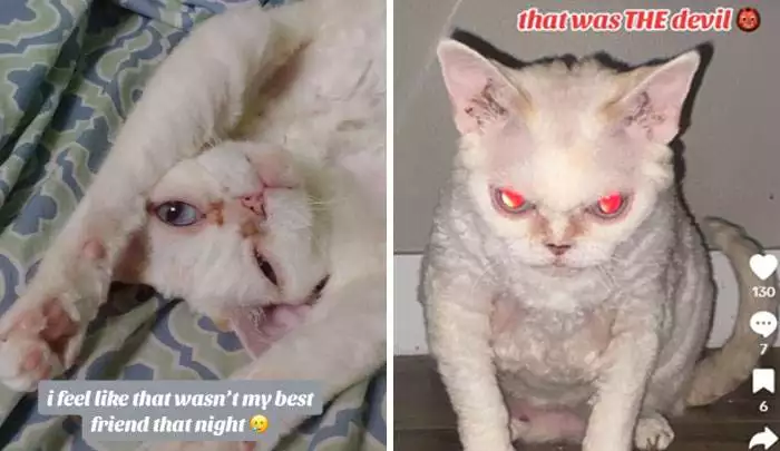 It Was Devil Funny Animal Pics 53 65C0A90Ea11E6 700