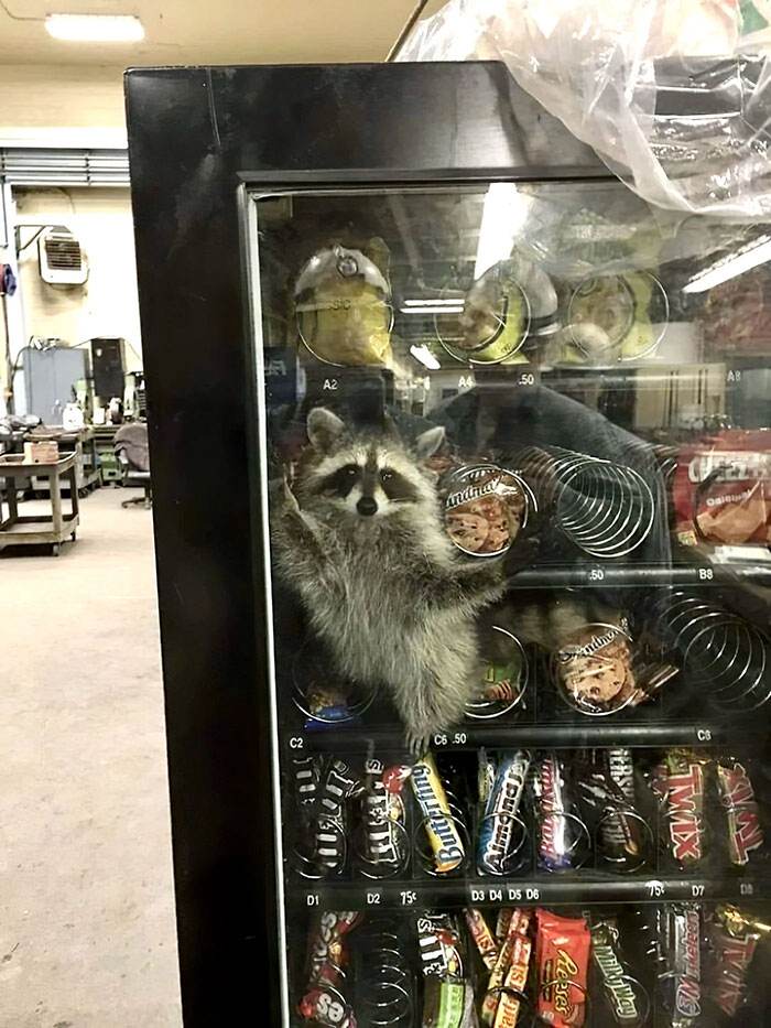 Weird Pics Without Context 5 65C3A0E2E6De0 700