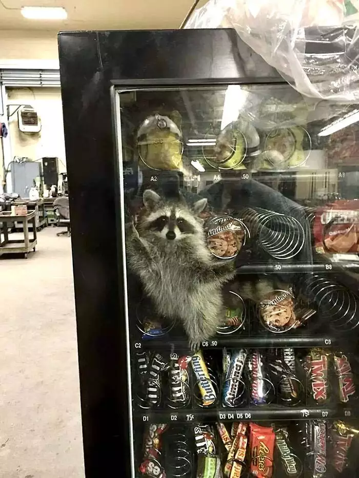 Weird Pics Without Context 5 65C3A0E2E6De0 700