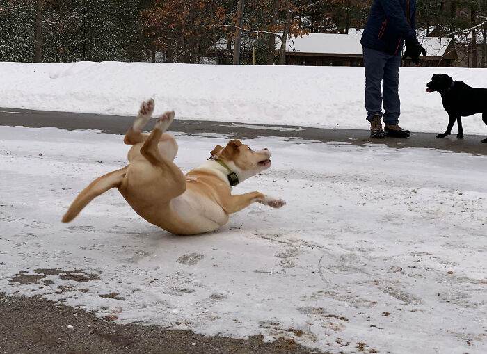 65Cca922B1516 Funny Photos Before Disaster