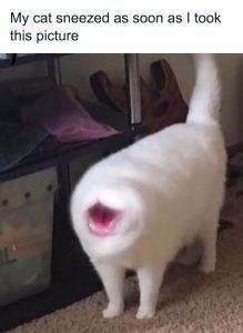 funny cats without context pics 15 65ef0286ed00d 700