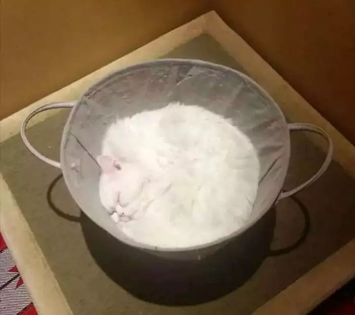 30 Incredibly Adorable Cat Memes To Kickstart Your Month