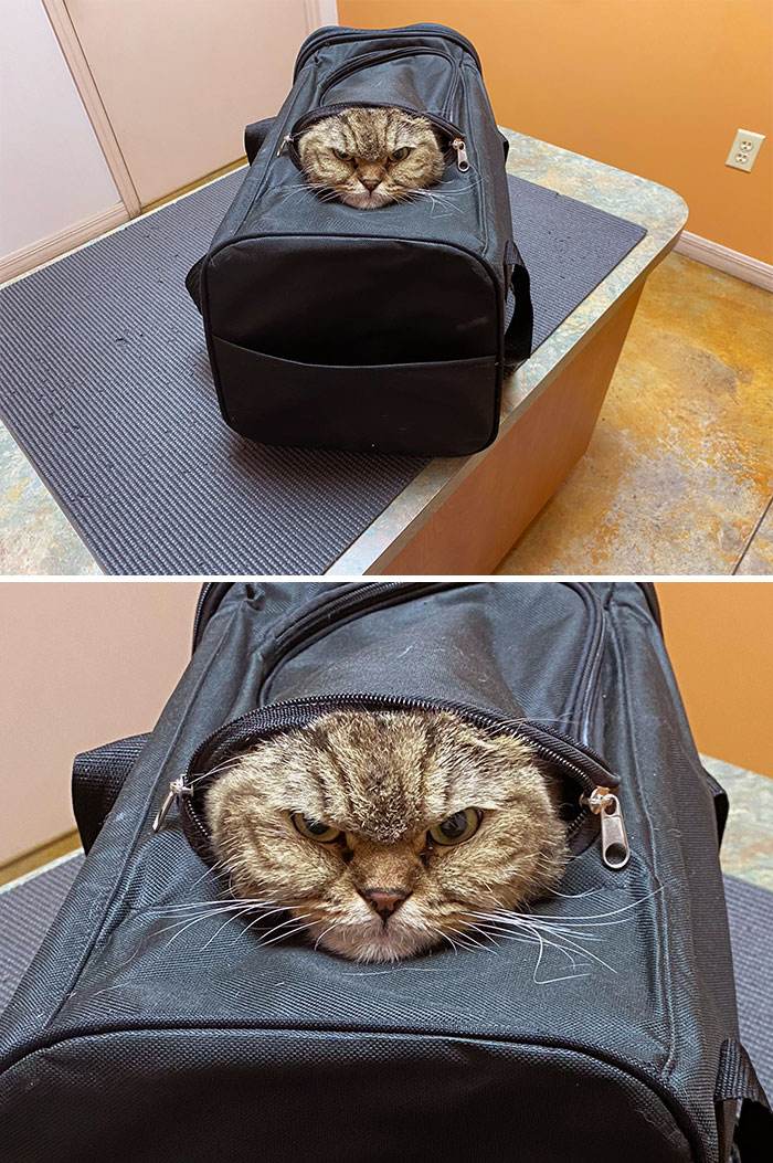 30 Heartwarming And Hilarious Moments Captured In Veterinary Clinics