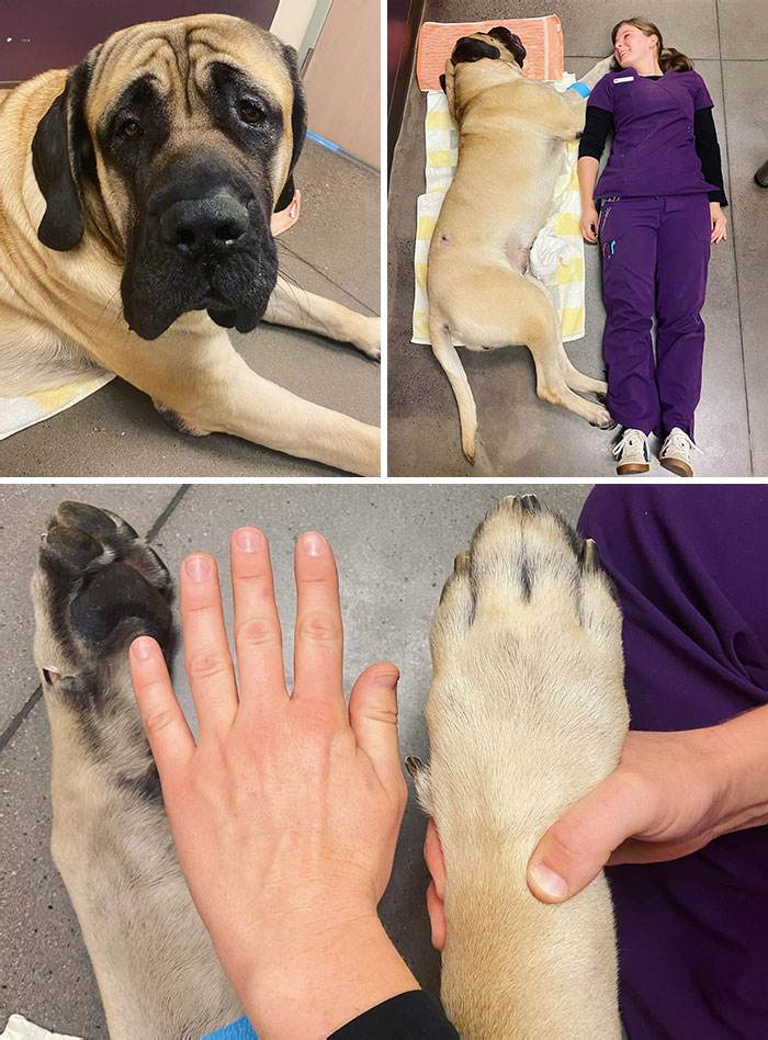 30 Heartwarming And Hilarious Moments Captured In Veterinary Clinics